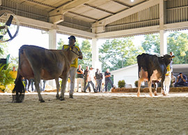 Criadores de Santa Catarina fizeram sucesso na 24ª edição da Itaipu Rural Show