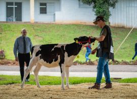 Criando Legados: Destaques do Julgamento de Animais Jovens na Expo Femi